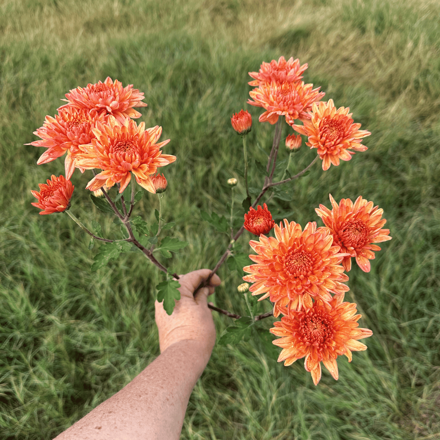 Apricot Candy Heirloom Chrysanthemum | South Africa - Love Dahlias - south - africa - flower - bulbs