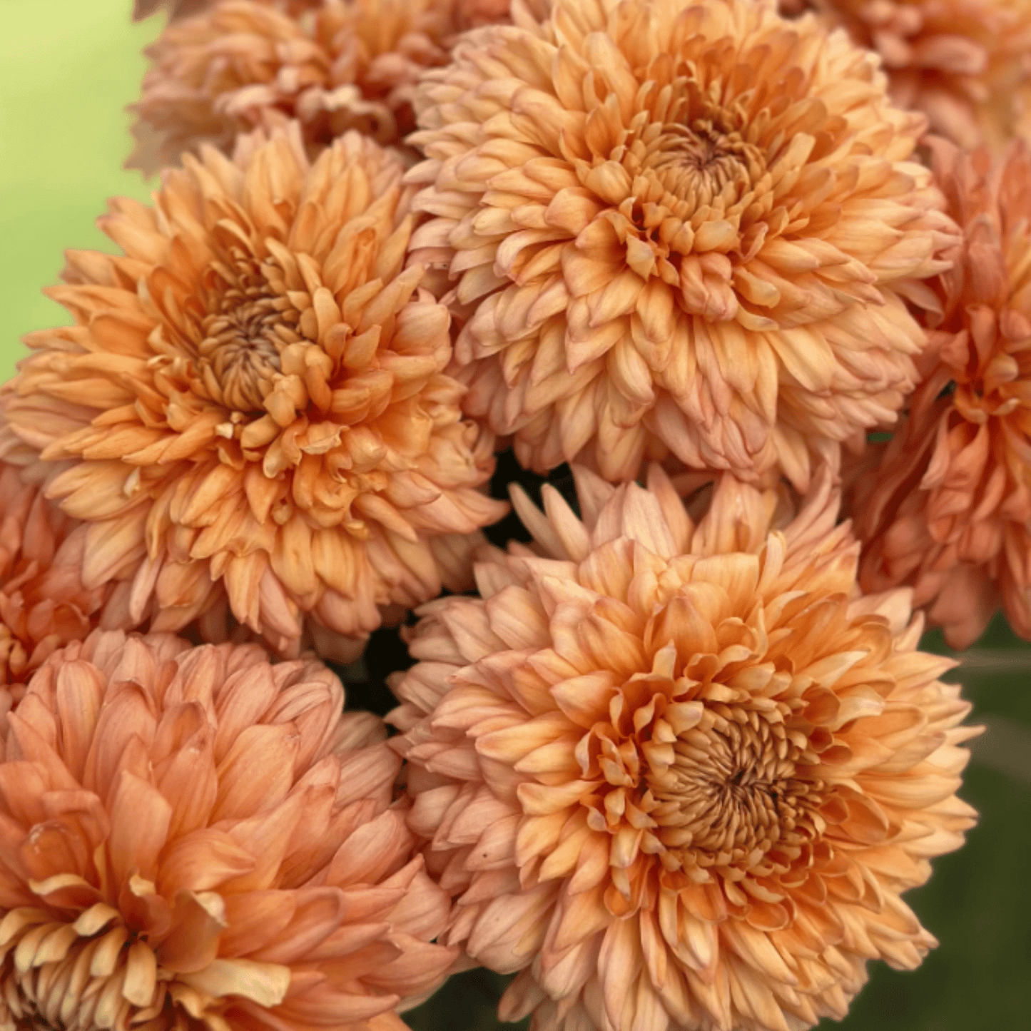Apricot Courtier Heirloom Chrysanthemum (Available 2028) - Love Dahlias-south-africa-flower-bulbs
