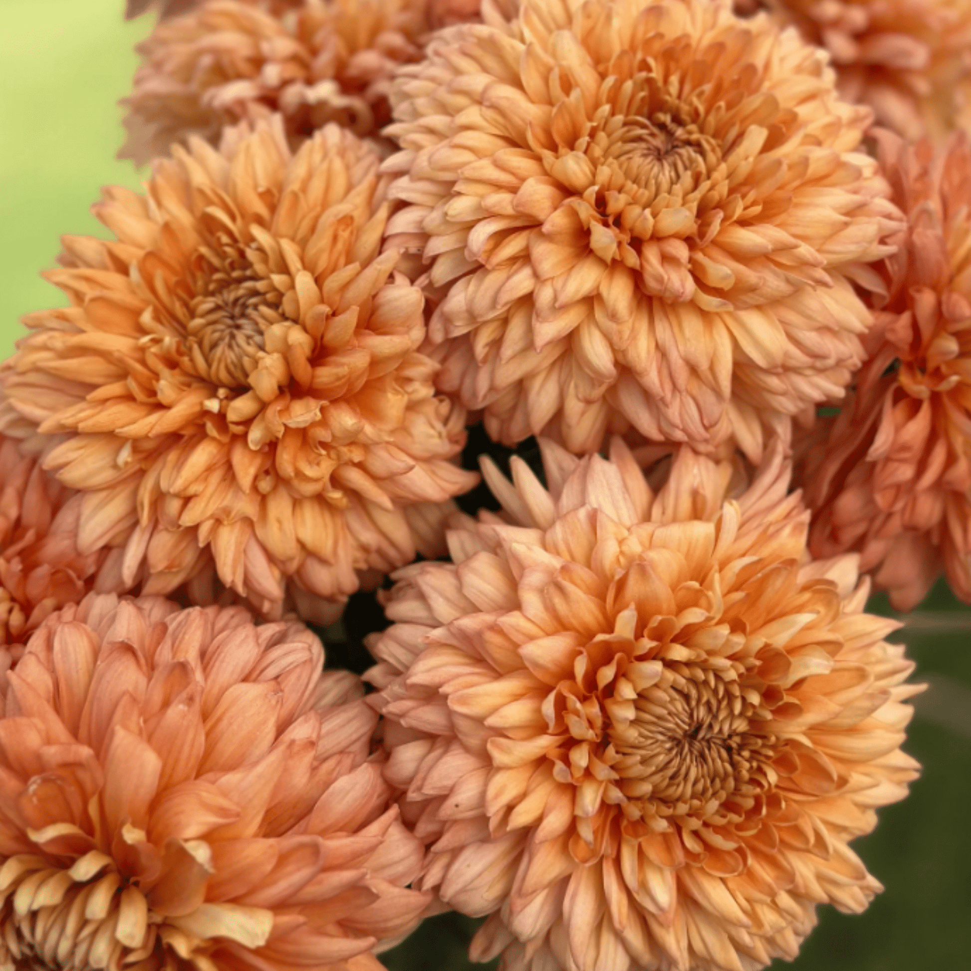 Apricot Courtier Heirloom Chrysanthemum (Available 2028) - Love Dahlias-south-africa-flower-bulbs