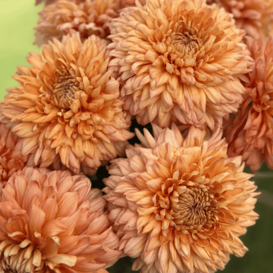 Apricot Courtier Heirloom Chrysanthemum (Available 2028) - Love Dahlias-south-africa-flower-bulbs