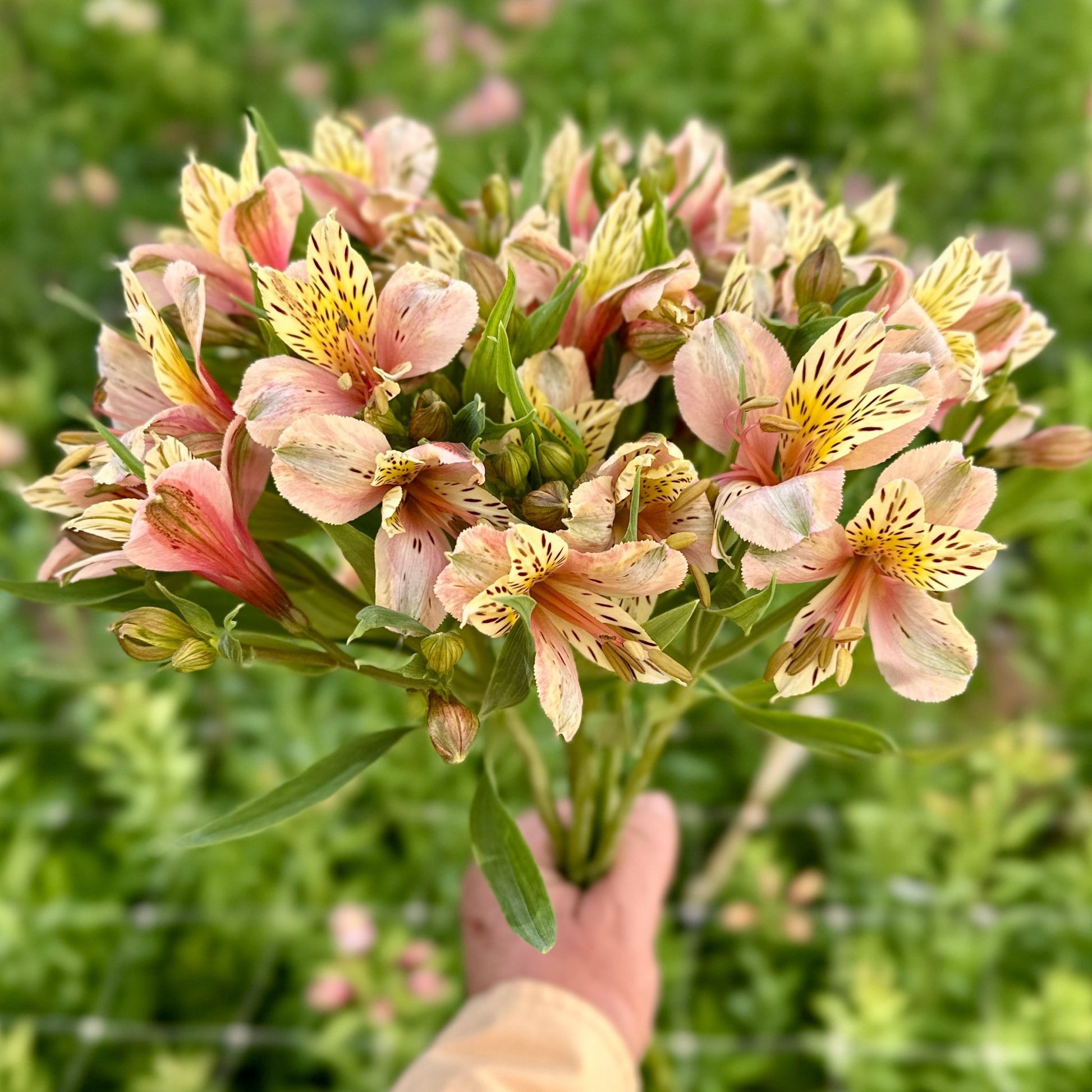 Apricotta Alstroemeria Plant (Inca Lily) - Love Dahlias - south - africa - flower - bulbs