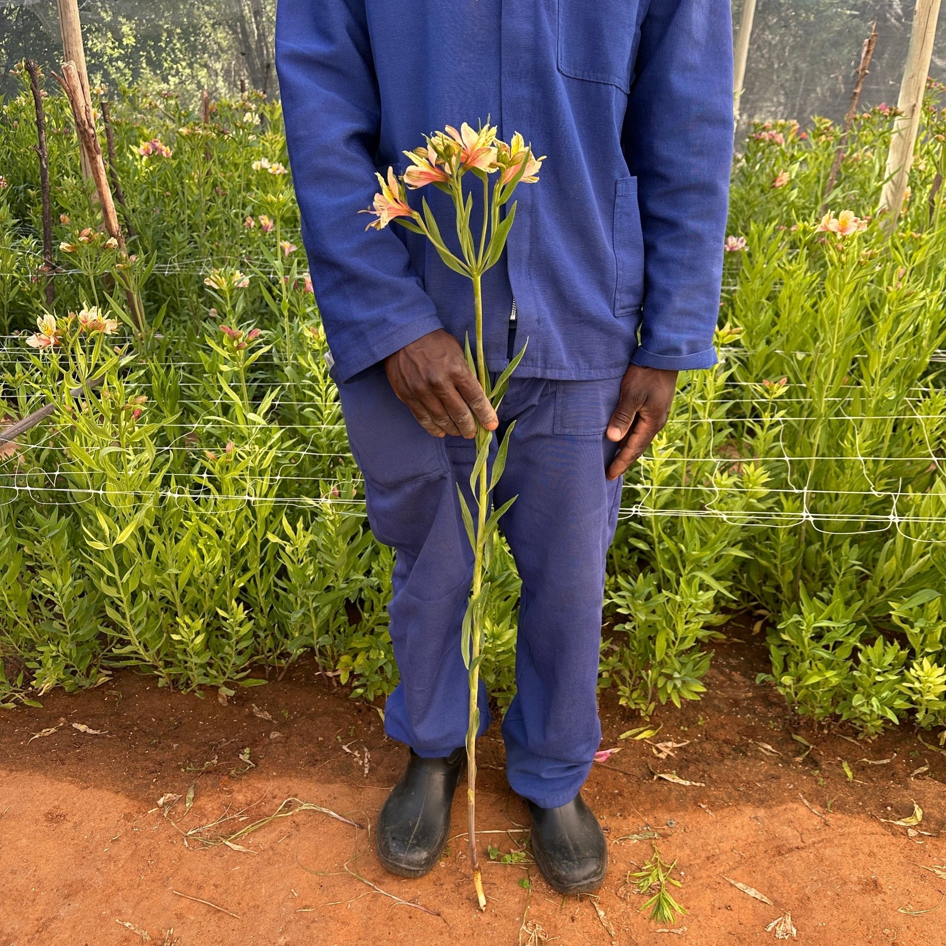 Apricotta Alstroemeria Plant (Inca Lily) - Love Dahlias - south - africa - flower - bulbs