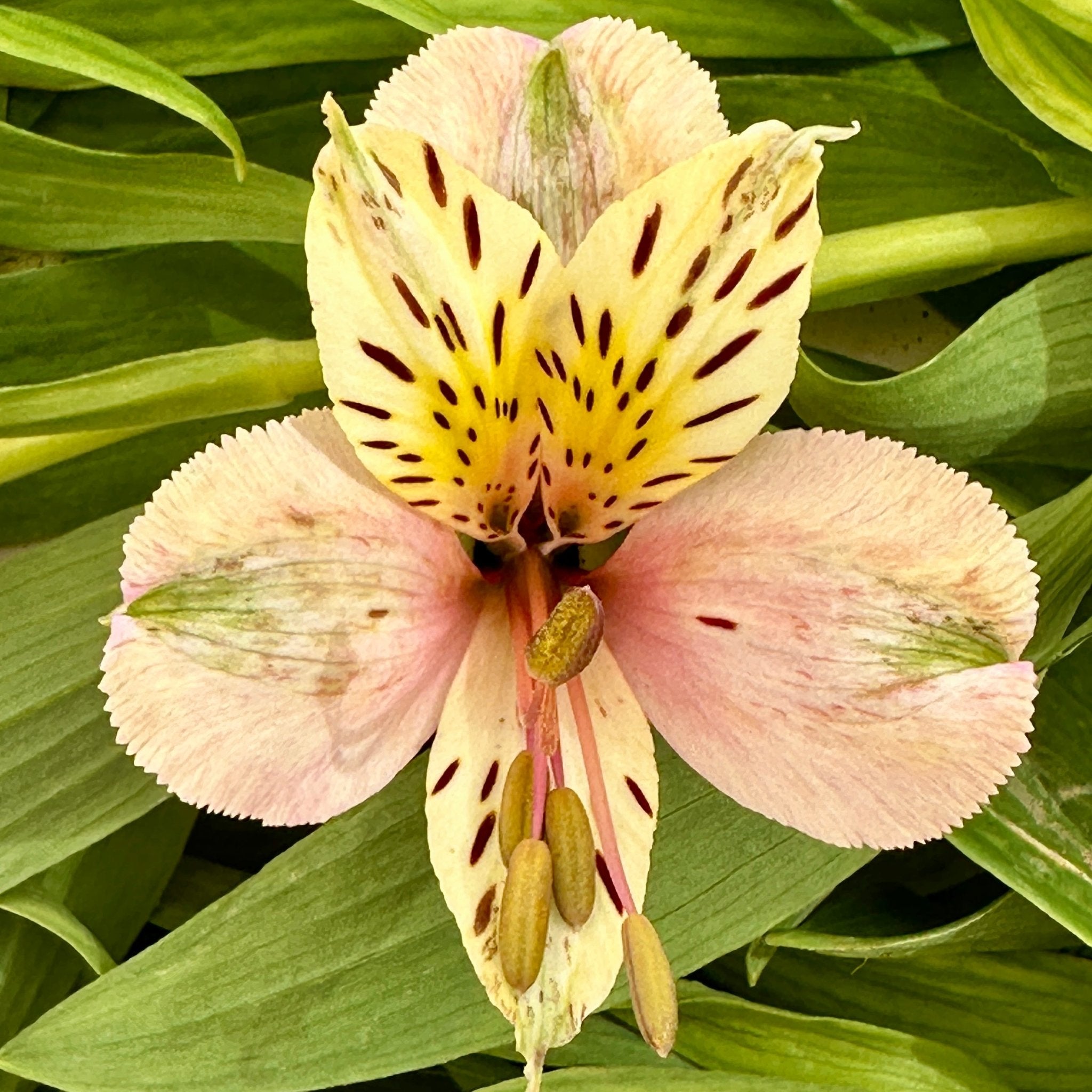Apricotta Alstroemeria Plant (Inca Lily) – Love Dahlias
