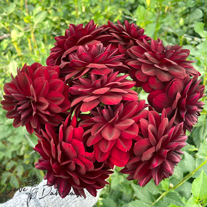 Love Dahlias Dahlia Tubers Bulbs South Africa Arabian Night 