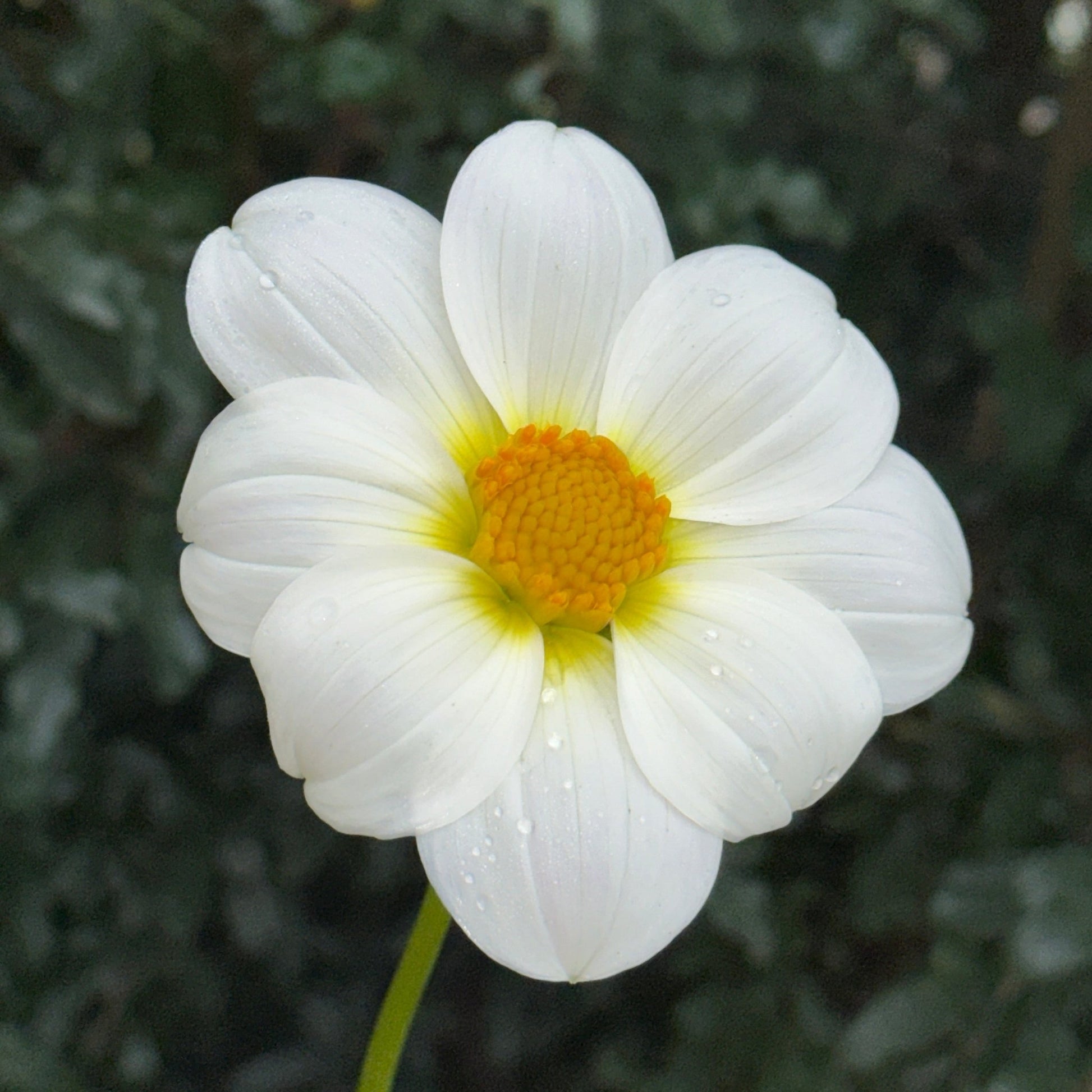 AS Blush Dahlia Tuber - Love Dahlias - south - africa - flower - bulbs