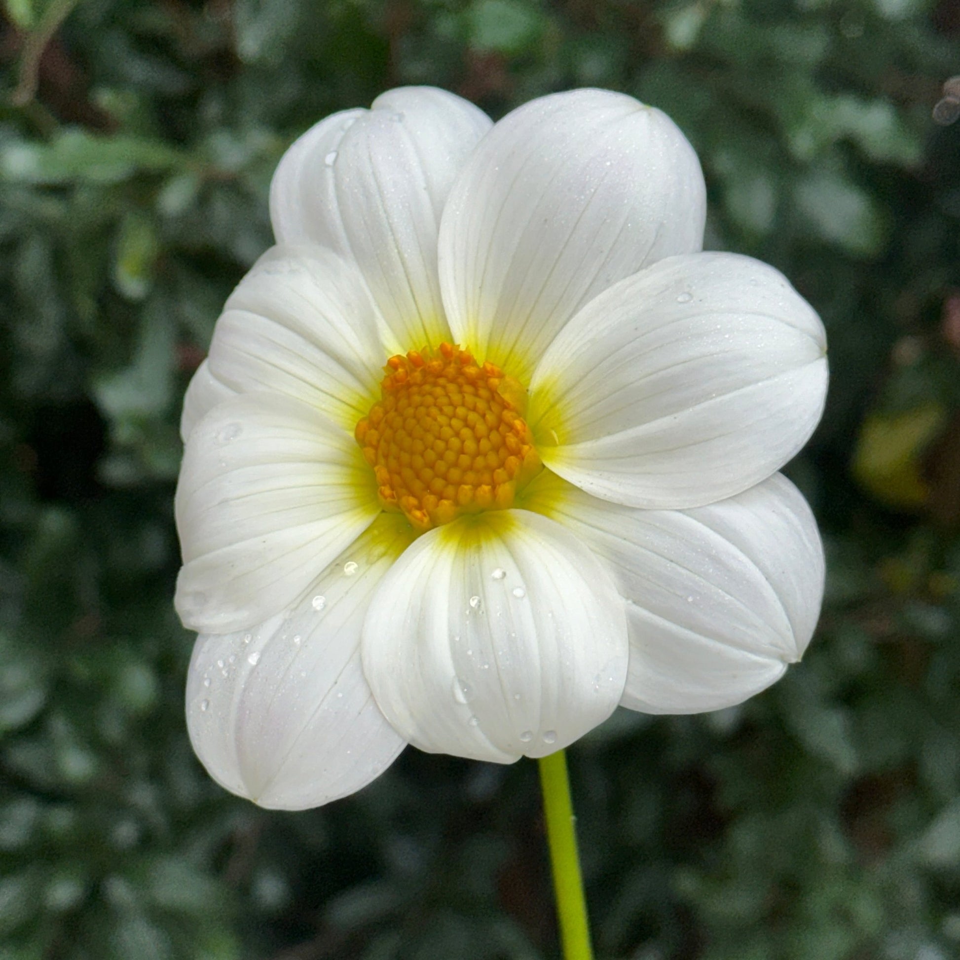 AS Blush Dahlia Tuber - Love Dahlias - south - africa - flower - bulbs