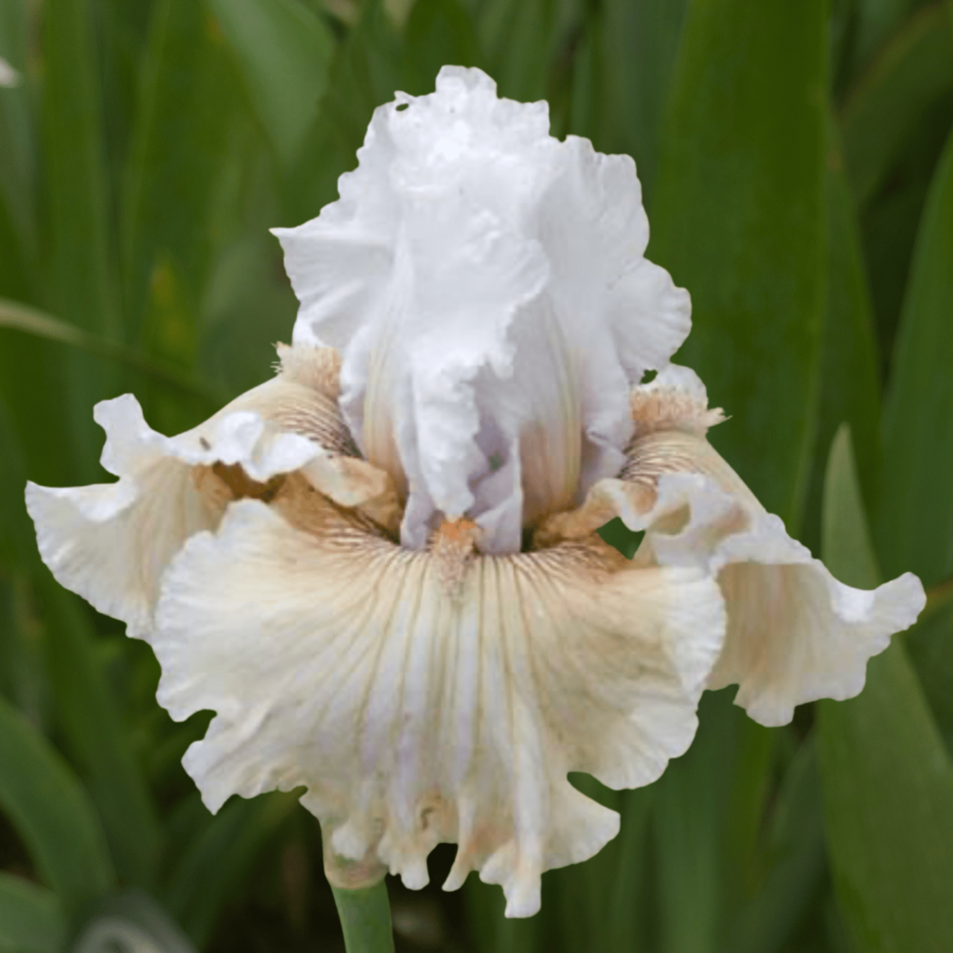 Ask a Lady Bearded Iris (Coming in 2028) - Love Dahlias-south-africa-flower-bulbs