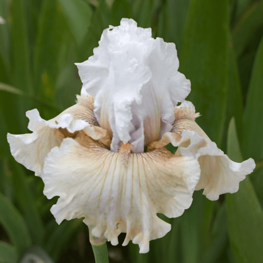 Ask a Lady Bearded Iris (Coming in 2028) - Love Dahlias-south-africa-flower-bulbs