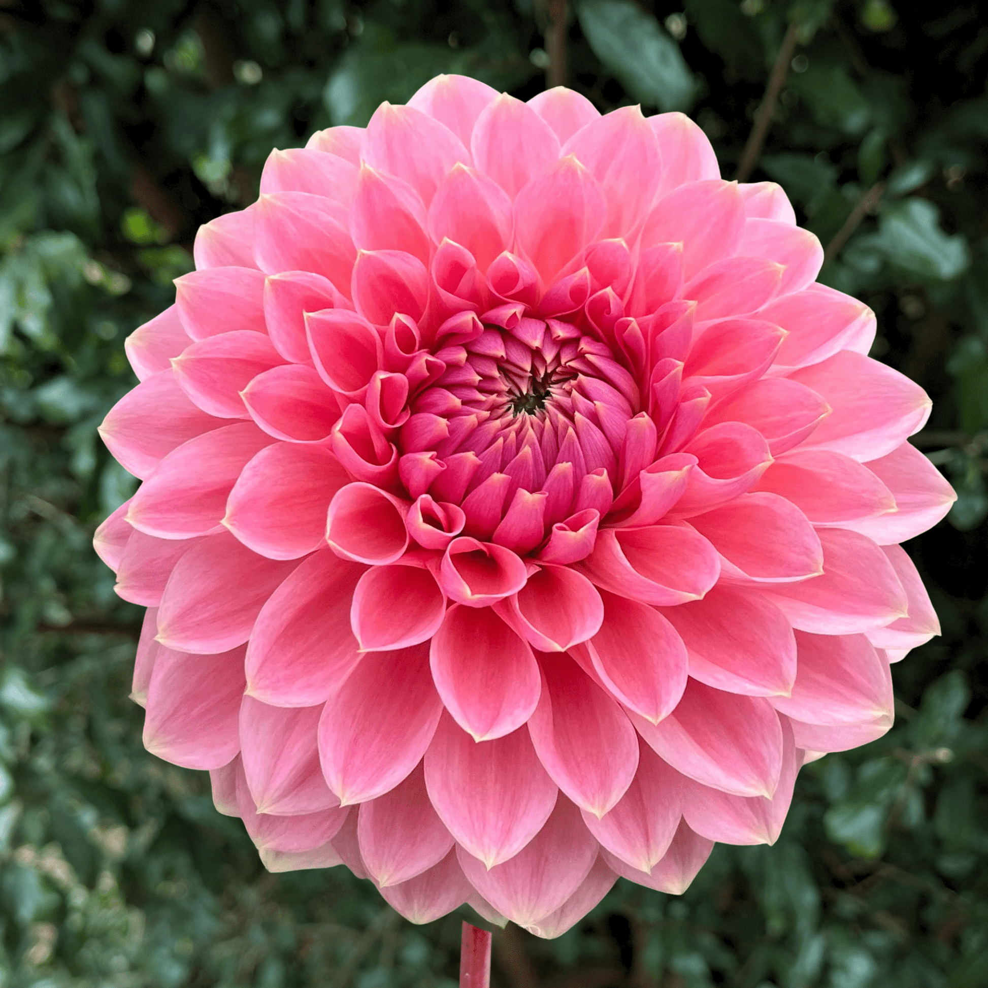 Askwith Minnie Dahlia Tuber | South Africa - Love Dahlias - south - africa - flower - bulbs