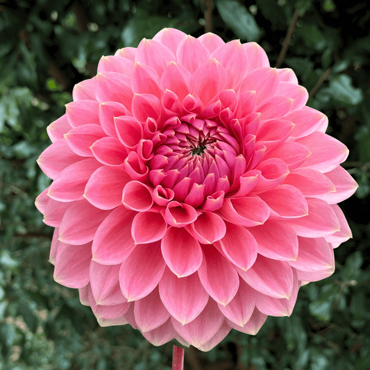 Askwith Minnie Dahlia Tuber | South Africa - Love Dahlias - south - africa - flower - bulbs