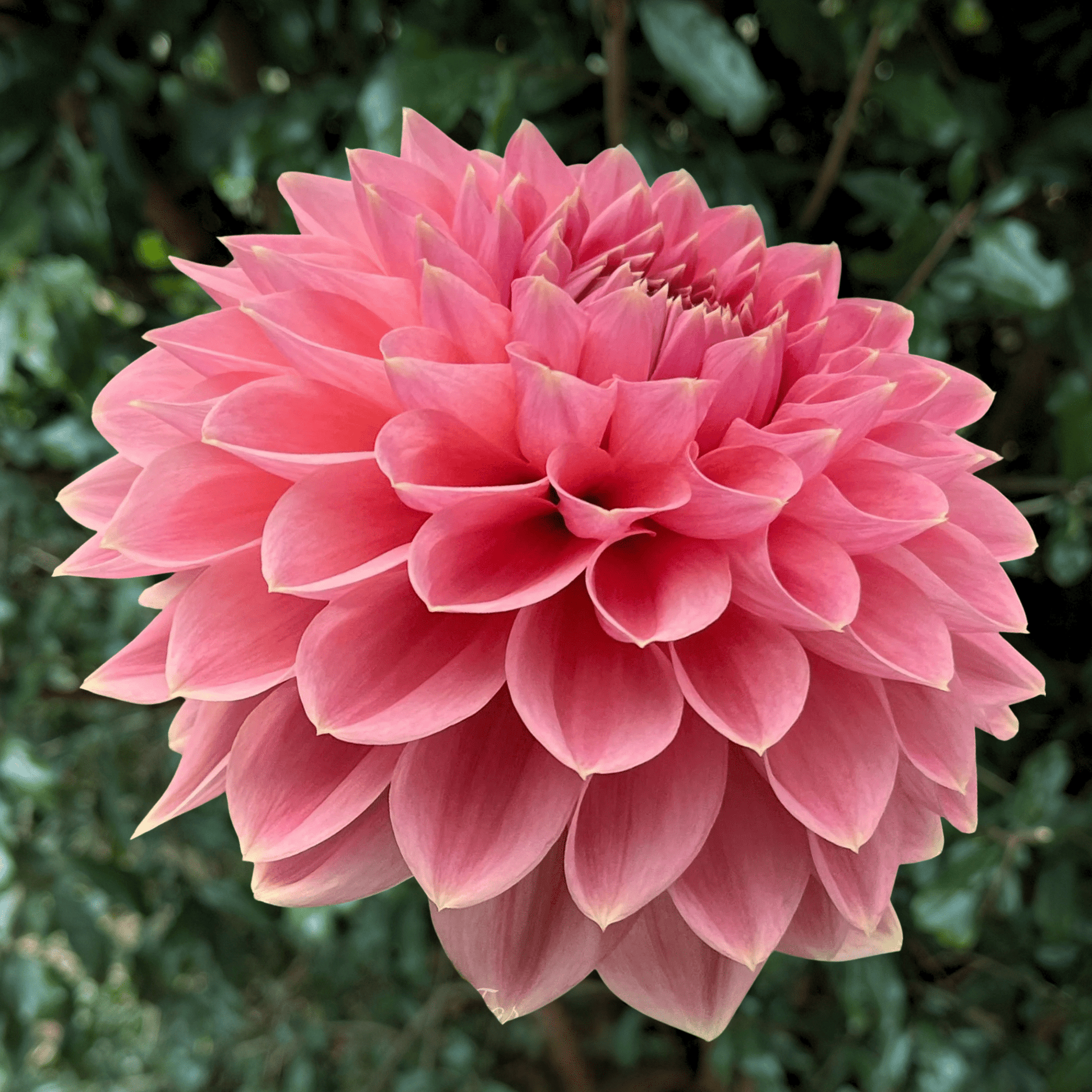 Askwith Minnie Dahlia Tuber | South Africa - Love Dahlias - south - africa - flower - bulbs