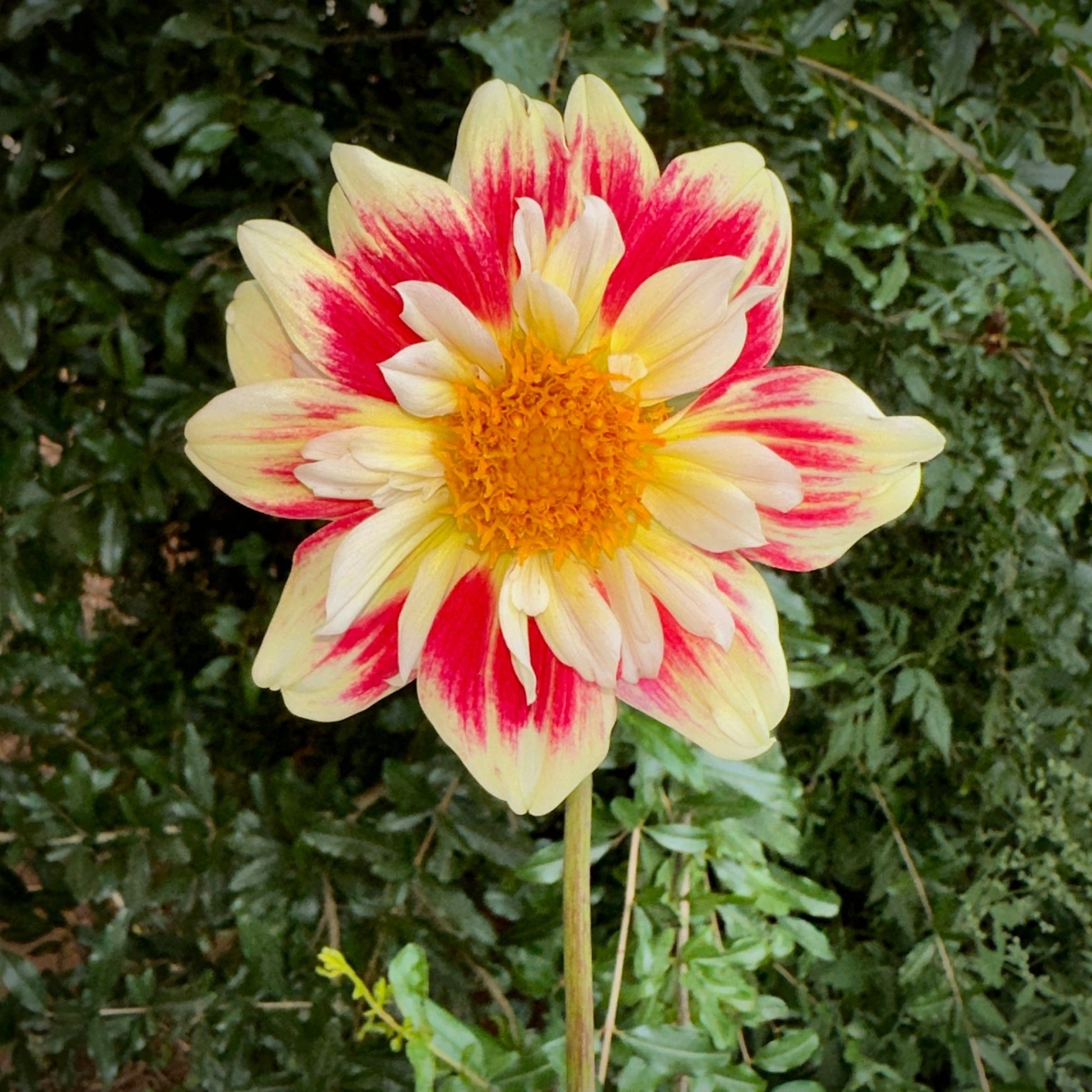 Aspire Fancy Dahlia (Limit 1 p.p) - Love Dahlias - south - africa - flower - bulbs