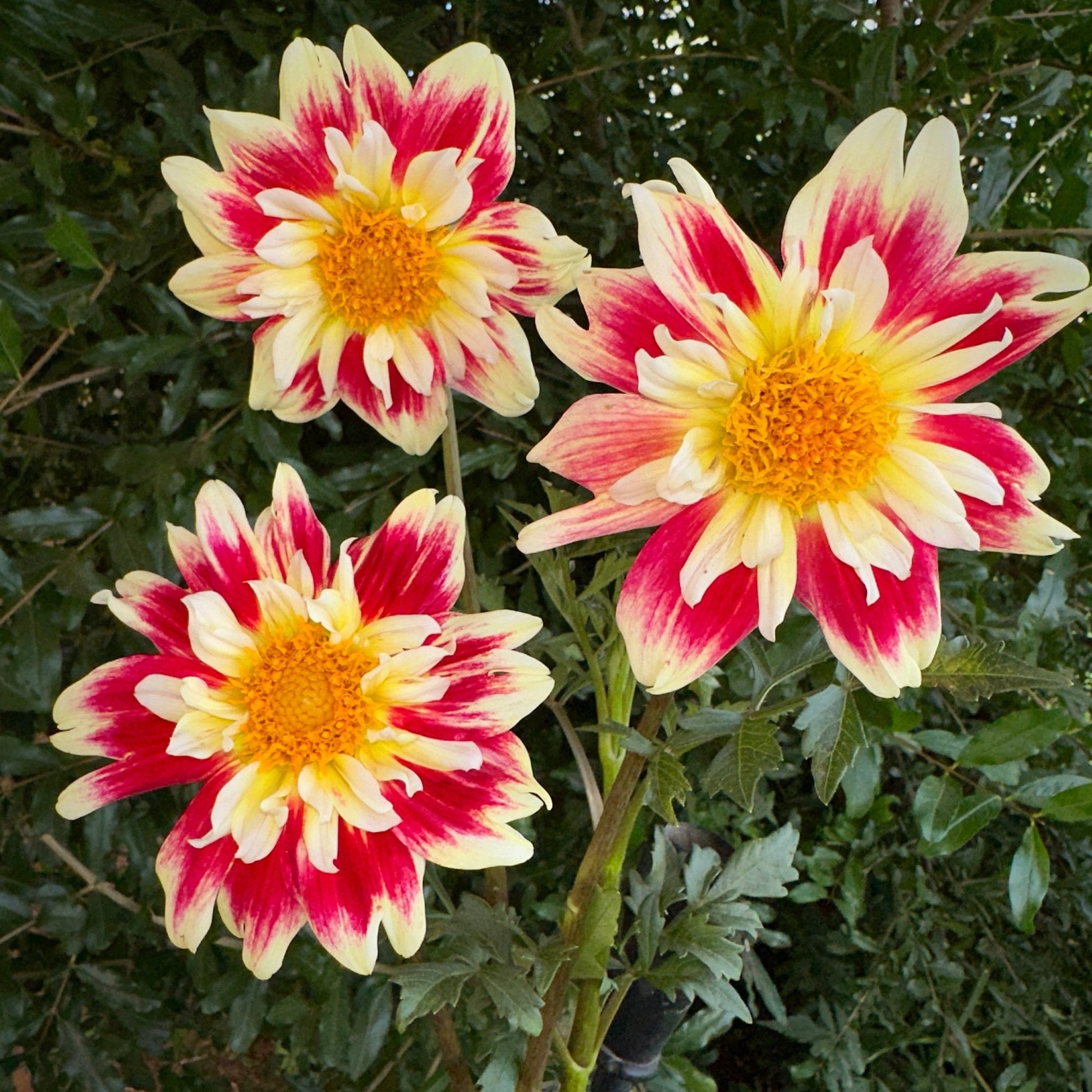 Aspire Fancy Dahlia (Limit 1 p.p) - Love Dahlias - south - africa - flower - bulbs