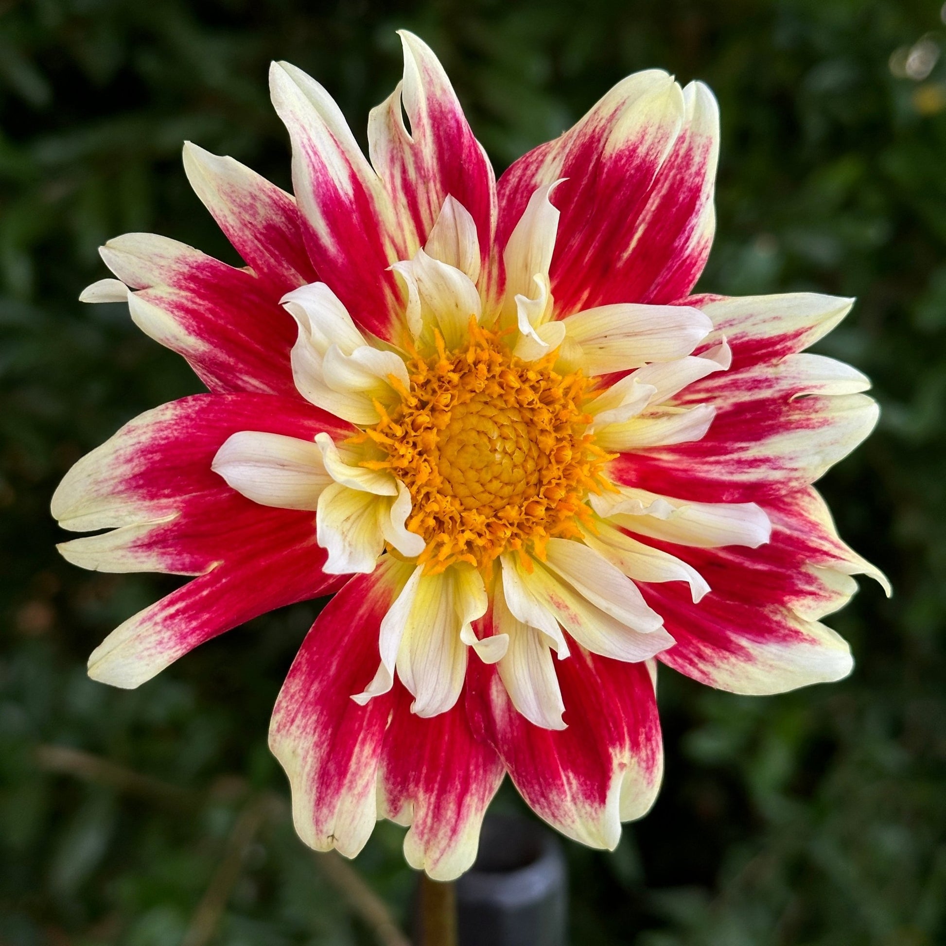 Aspire Fancy Dahlia (Limit 1 p.p) - Love Dahlias - south - africa - flower - bulbs