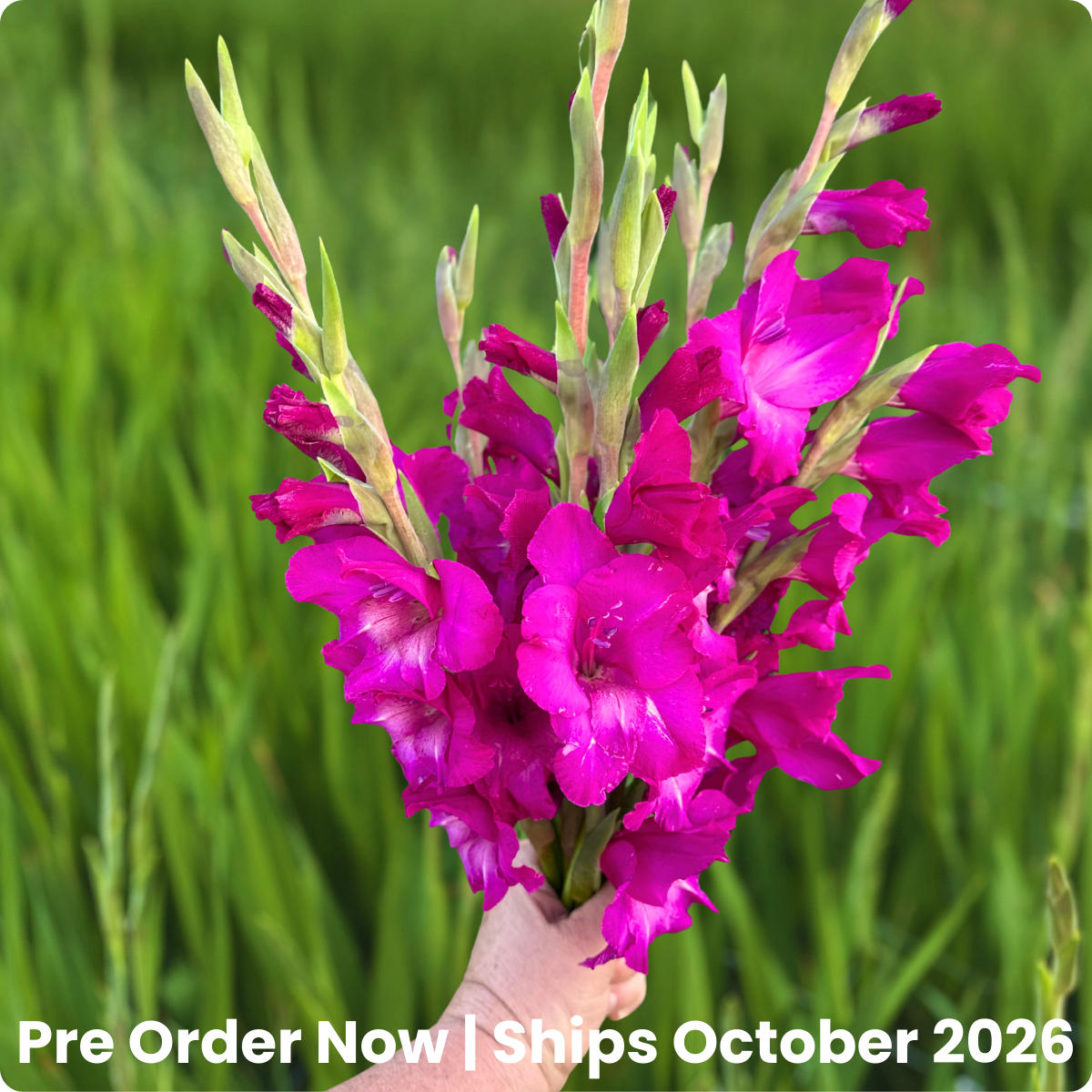 Aurora Gladiolus Corms (Pack of 10) Sword Lily - Love Dahlias - south - africa - flower - bulbs