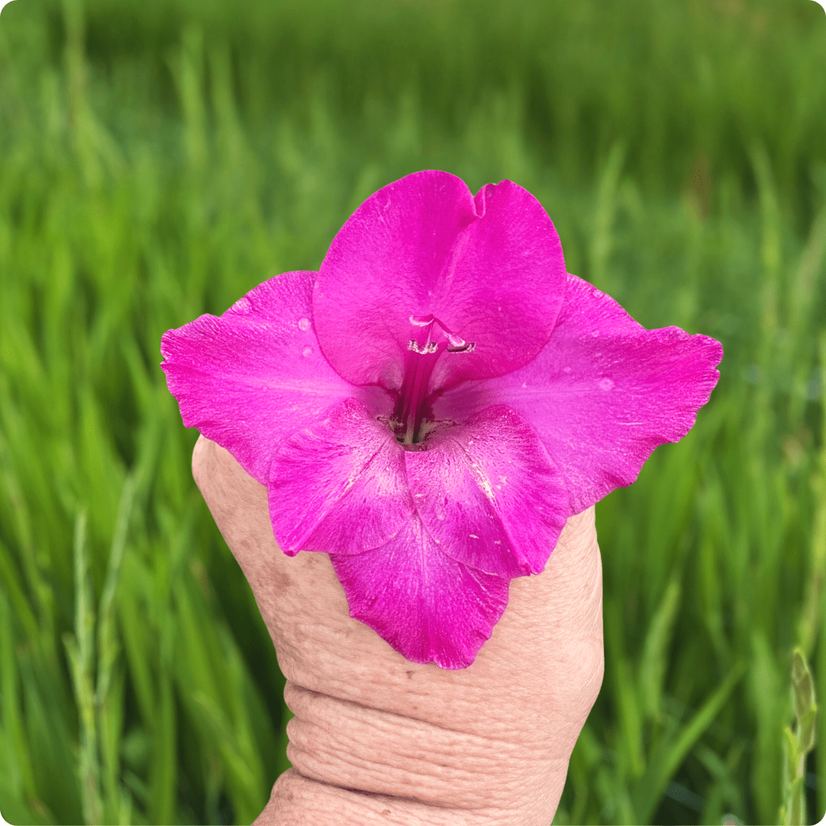 Aurora Gladiolus (Pack of 10) Sword Lily - Love Dahlias - south - africa - flower - bulbs