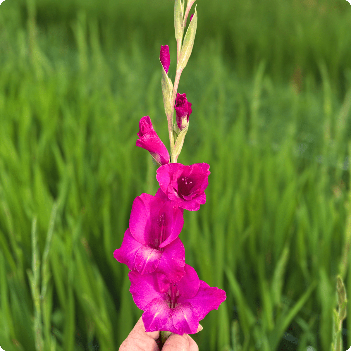 Aurora Gladiolus (Pack of 10) Sword Lily - Love Dahlias - south - africa - flower - bulbs