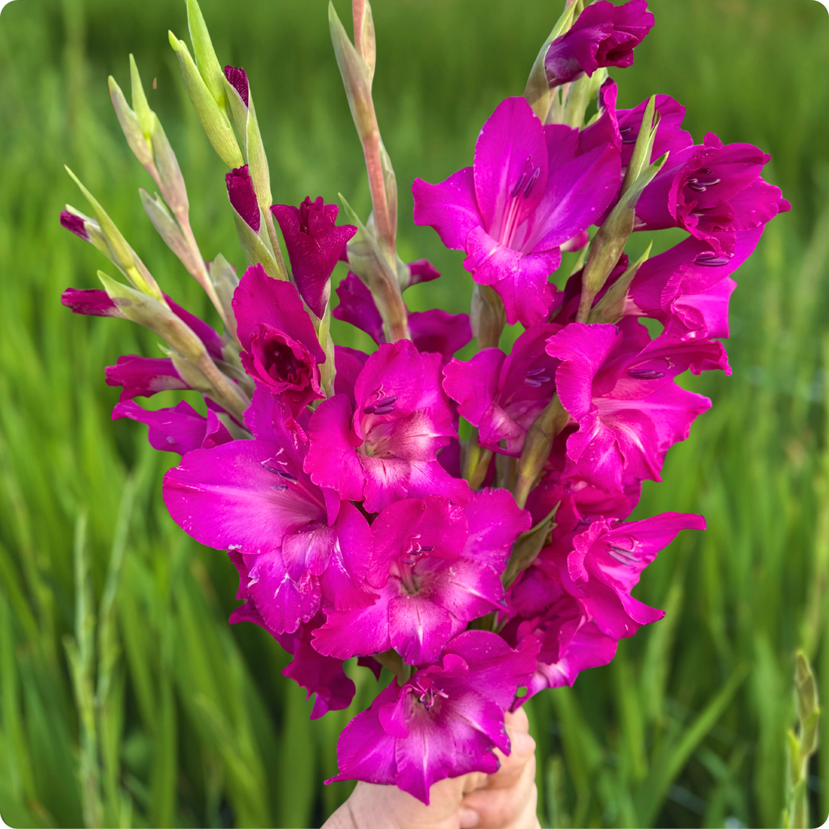 Aurora Gladiolus (Pack of 10) Sword Lily - Love Dahlias - south - africa - flower - bulbs
