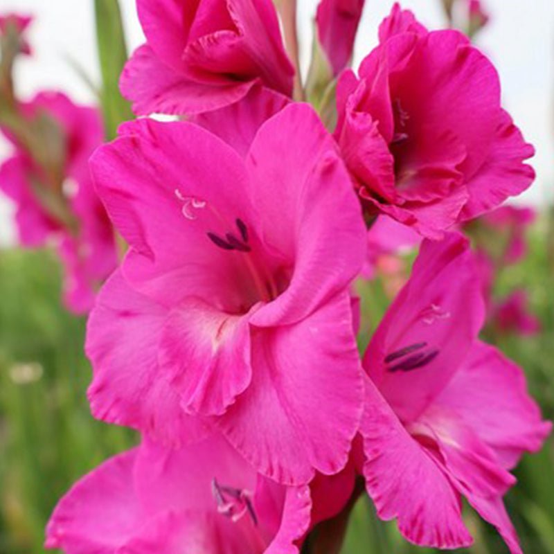 Aurora Gladiolus (Pack of 12) Sword Lily - Love Dahlias - south - africa - flower - bulbs