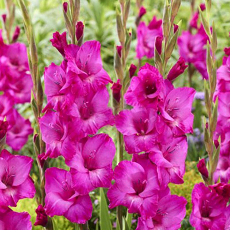 Aurora Gladiolus (Pack of 12) Sword Lily - Love Dahlias - south - africa - flower - bulbs