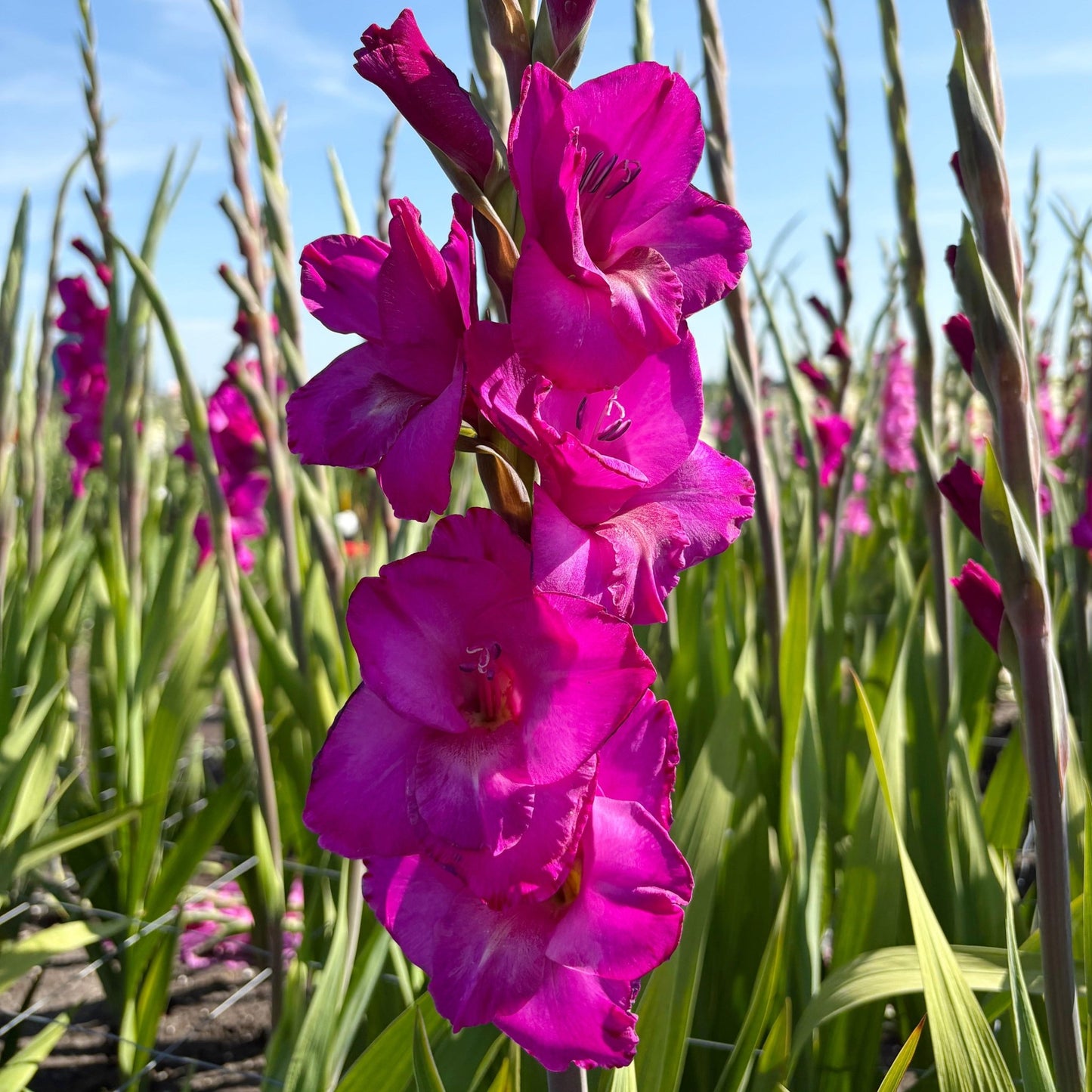 Aurora Gladiolus (Pack of 12) Sword Lily - Love Dahlias - south - africa - flower - bulbs