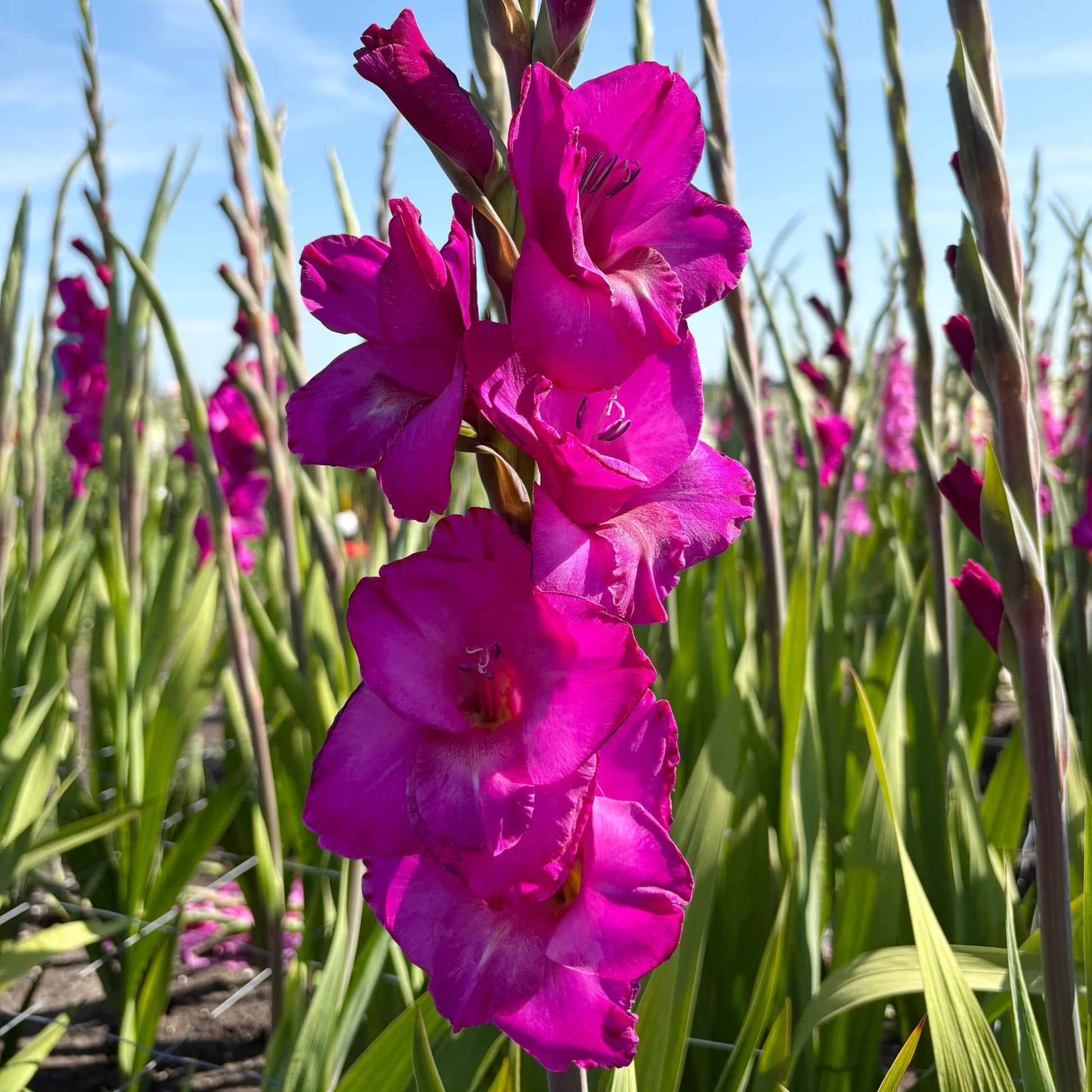 Aurora Gladiolus (Pack of 12) Sword Lily - Love Dahlias - south - africa - flower - bulbs