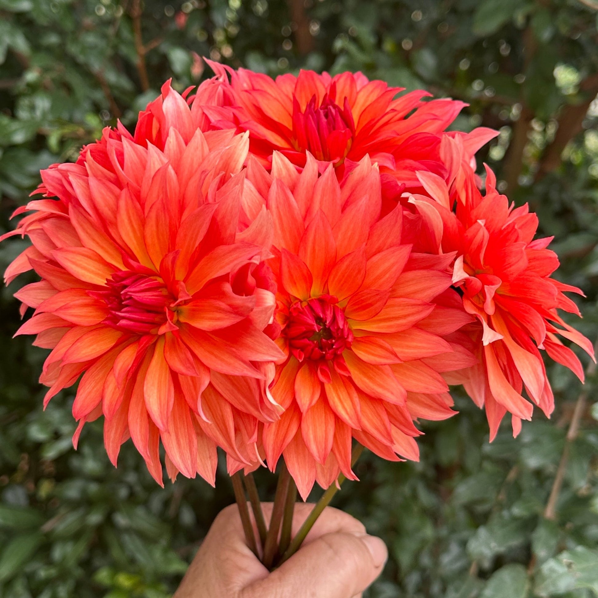 Autumn Fairy Dahlia Tuber - Love Dahlias - south - africa - flower - bulbs