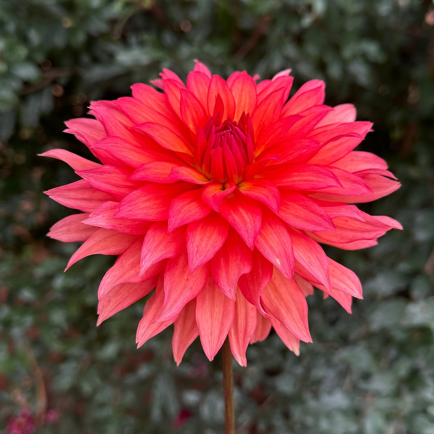 Autumn Fairy Dahlia Tuber - Love Dahlias - south - africa - flower - bulbs