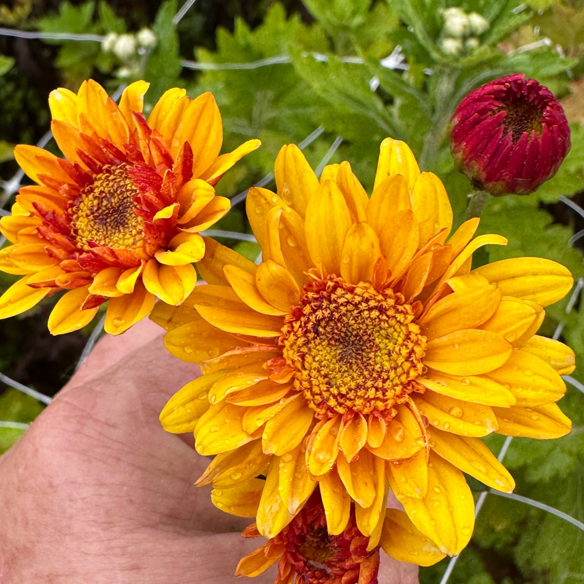 Autumn Sunshine Heirloom Chrysanthemum | South Africa - Love Dahlias - south - africa - flower - bulbs