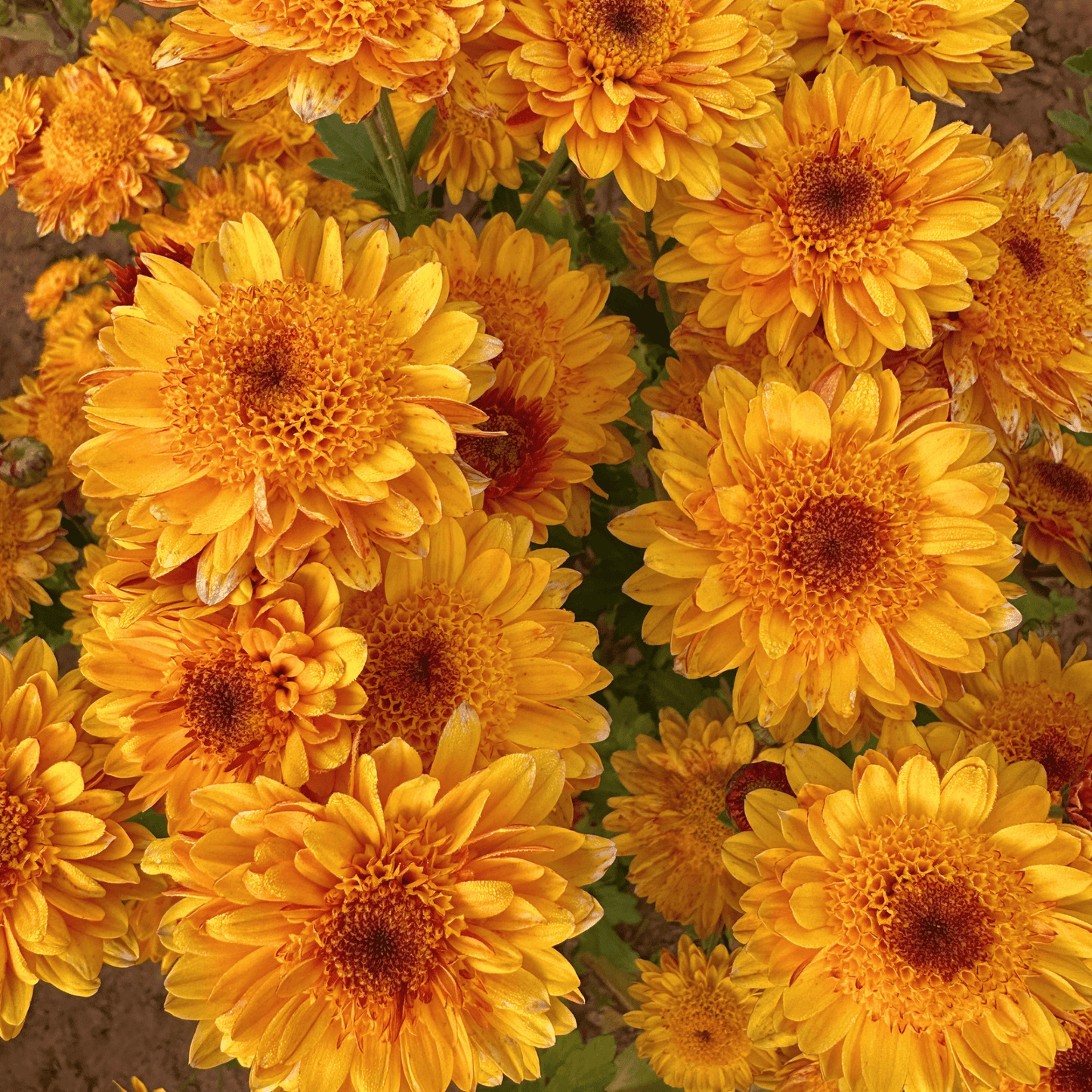 Autumn Sunshine Heirloom Chrysanthemum | South Africa - Love Dahlias - south - africa - flower - bulbs