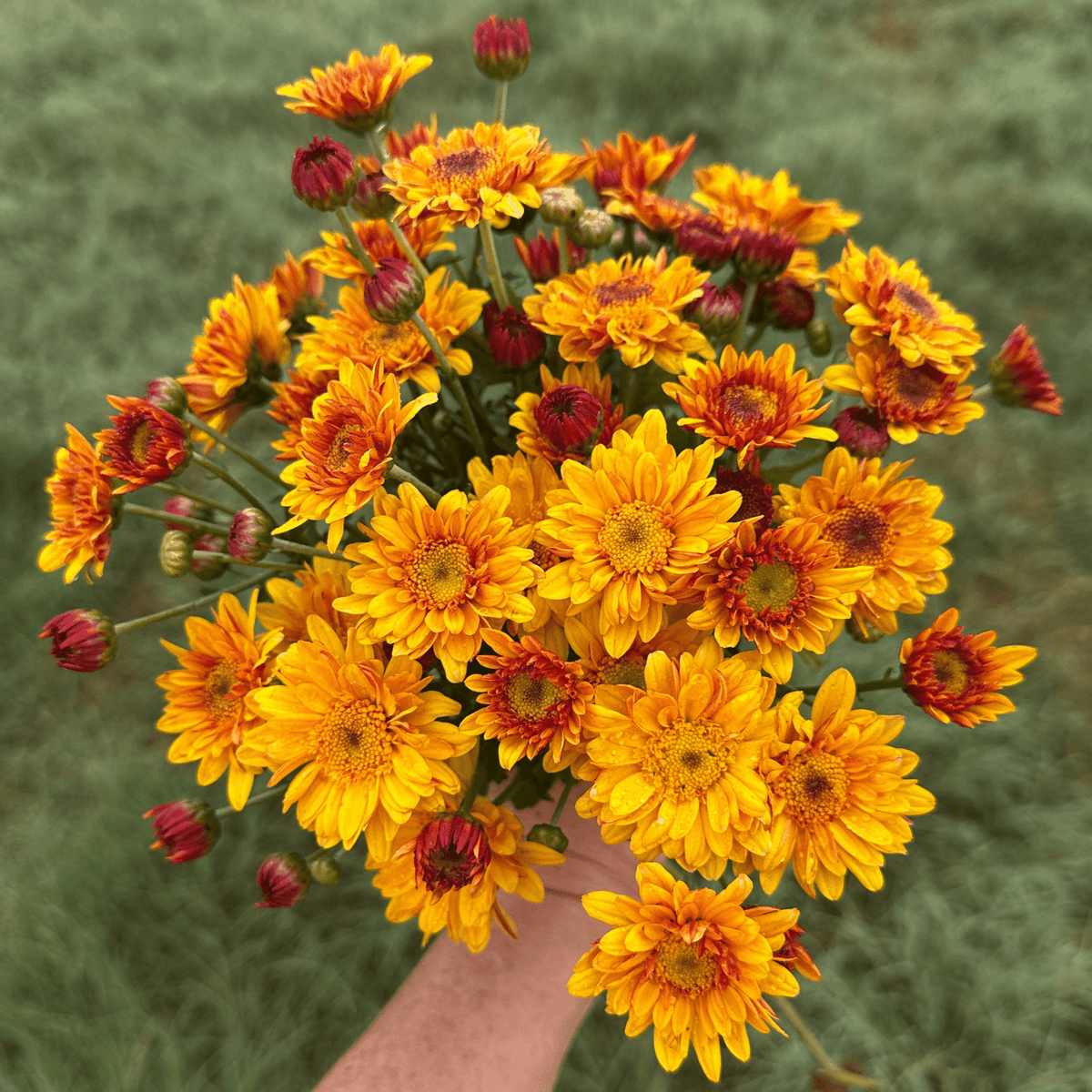 Autumn Sunshine Heirloom Chrysanthemum | South Africa - Love Dahlias - south - africa - flower - bulbs
