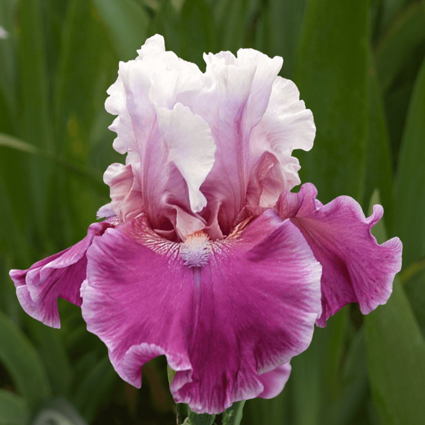 Avenue of Dreams Bearded Iris (Coming in 2028) - Love Dahlias-south-africa-flower-bulbs