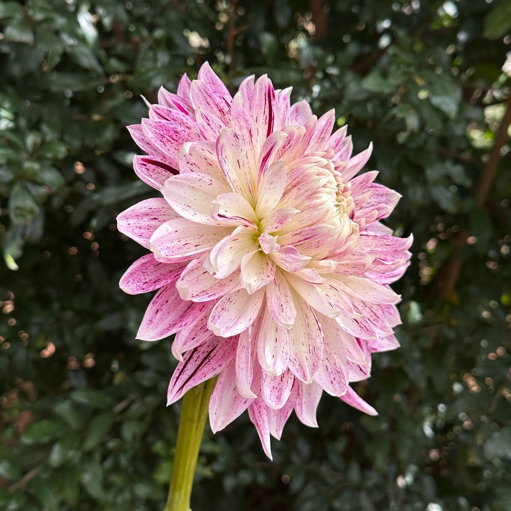 Avignon Dahlia Tuber - Love Dahlias - south - africa - flower - bulbs