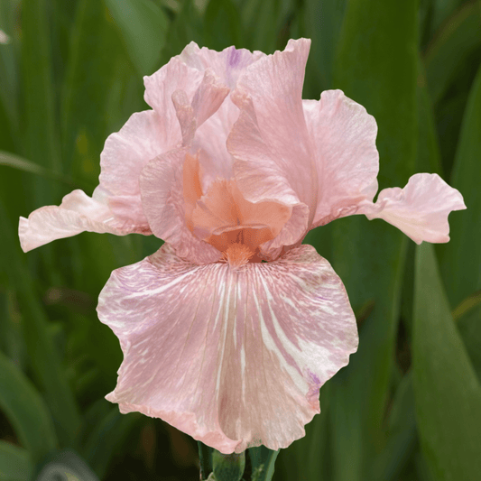 Baboon Bottom Bearded Iris (Coming in 2028) - Love Dahlias-south-africa-flower-bulbs