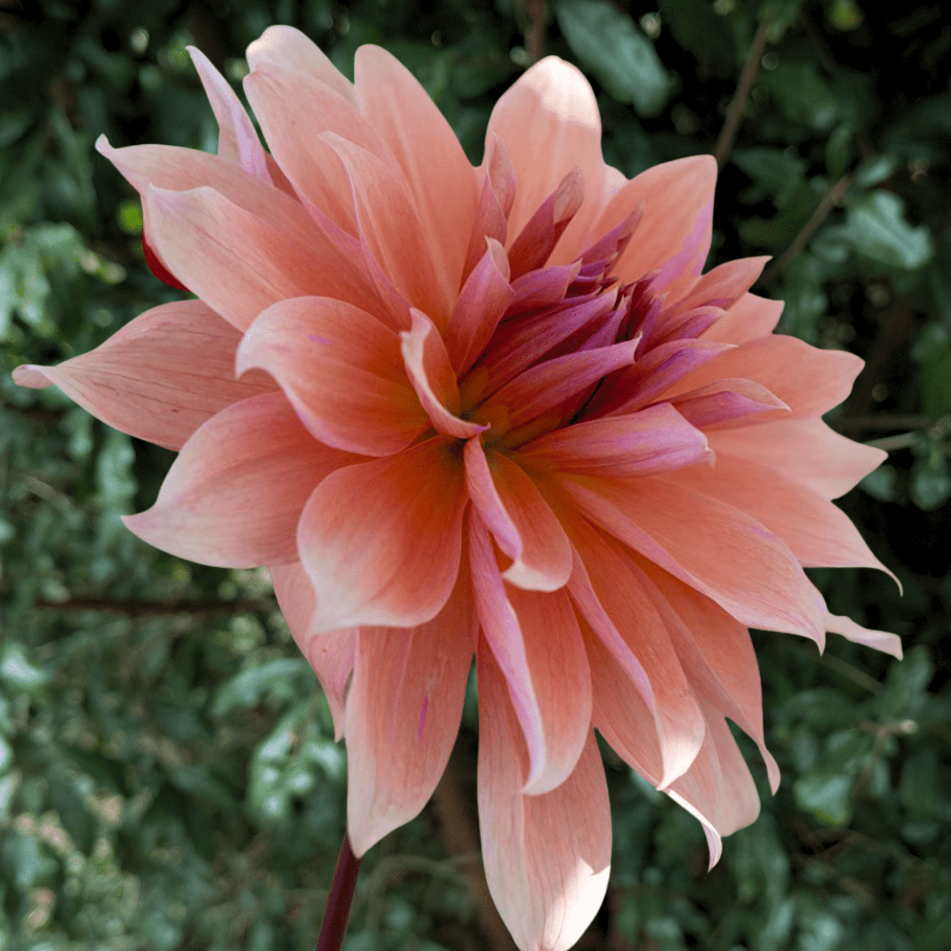 Babylon Bronze Dahlia Tuber | South Africa - Love Dahlias - south - africa - flower - bulbs