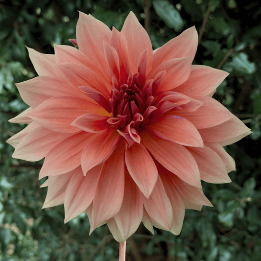 Babylon Bronze Dahlia Tuber | South Africa - Love Dahlias - south - africa - flower - bulbs