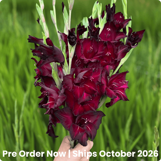 Back Surprise Gladiolus Corms (Pack of 10) Sword Lily - Love Dahlias - south - africa - flower - bulbs