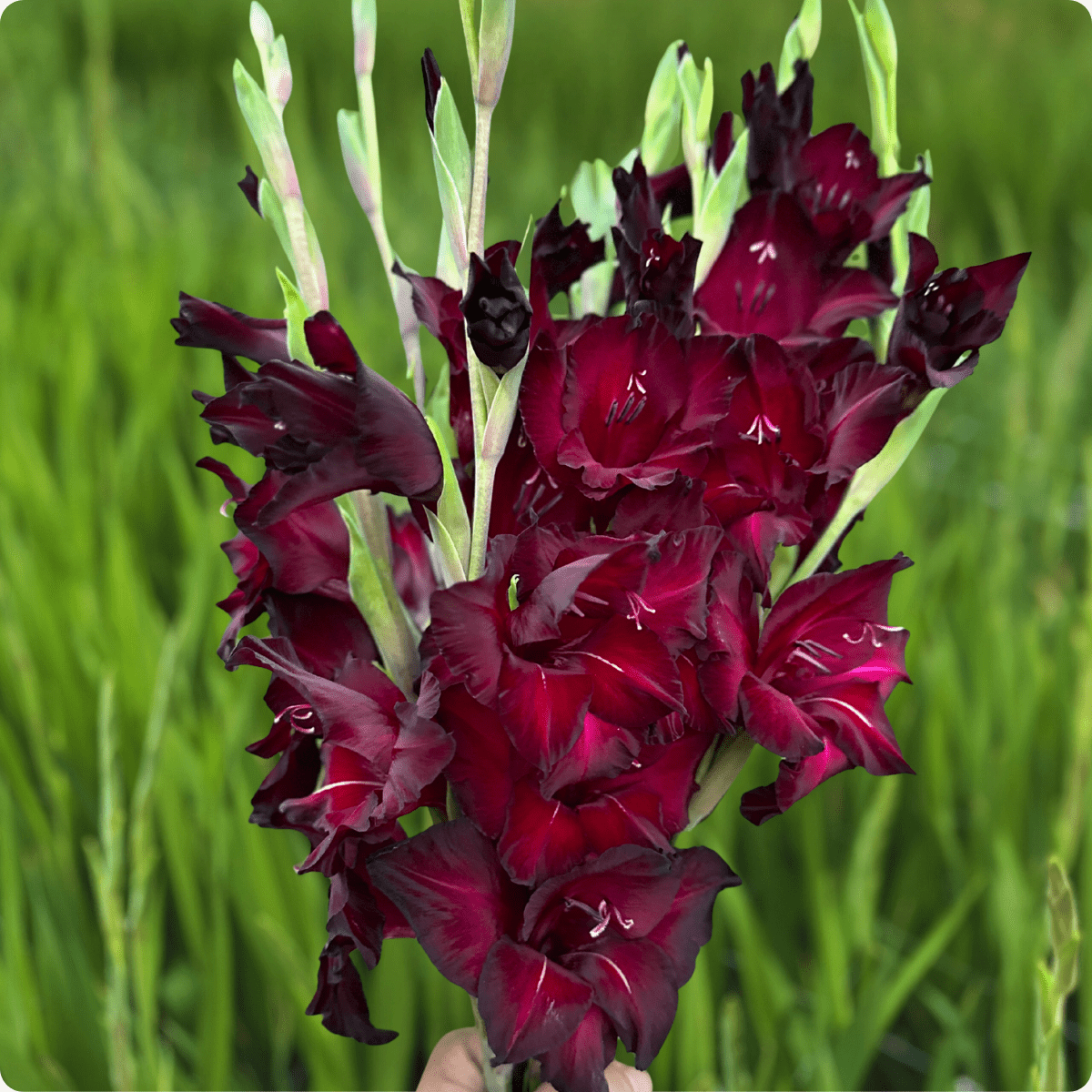 Back Surprise Gladiolus (Pack of 10) Sword Lily - Love Dahlias - south - africa - flower - bulbs