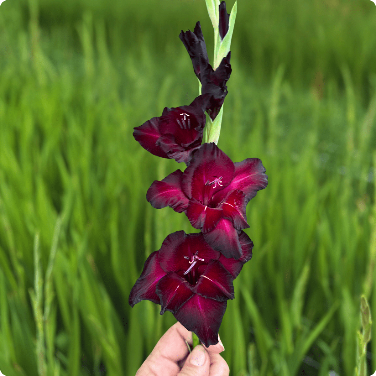 Back Surprise Gladiolus (Pack of 10) Sword Lily - Love Dahlias - south - africa - flower - bulbs