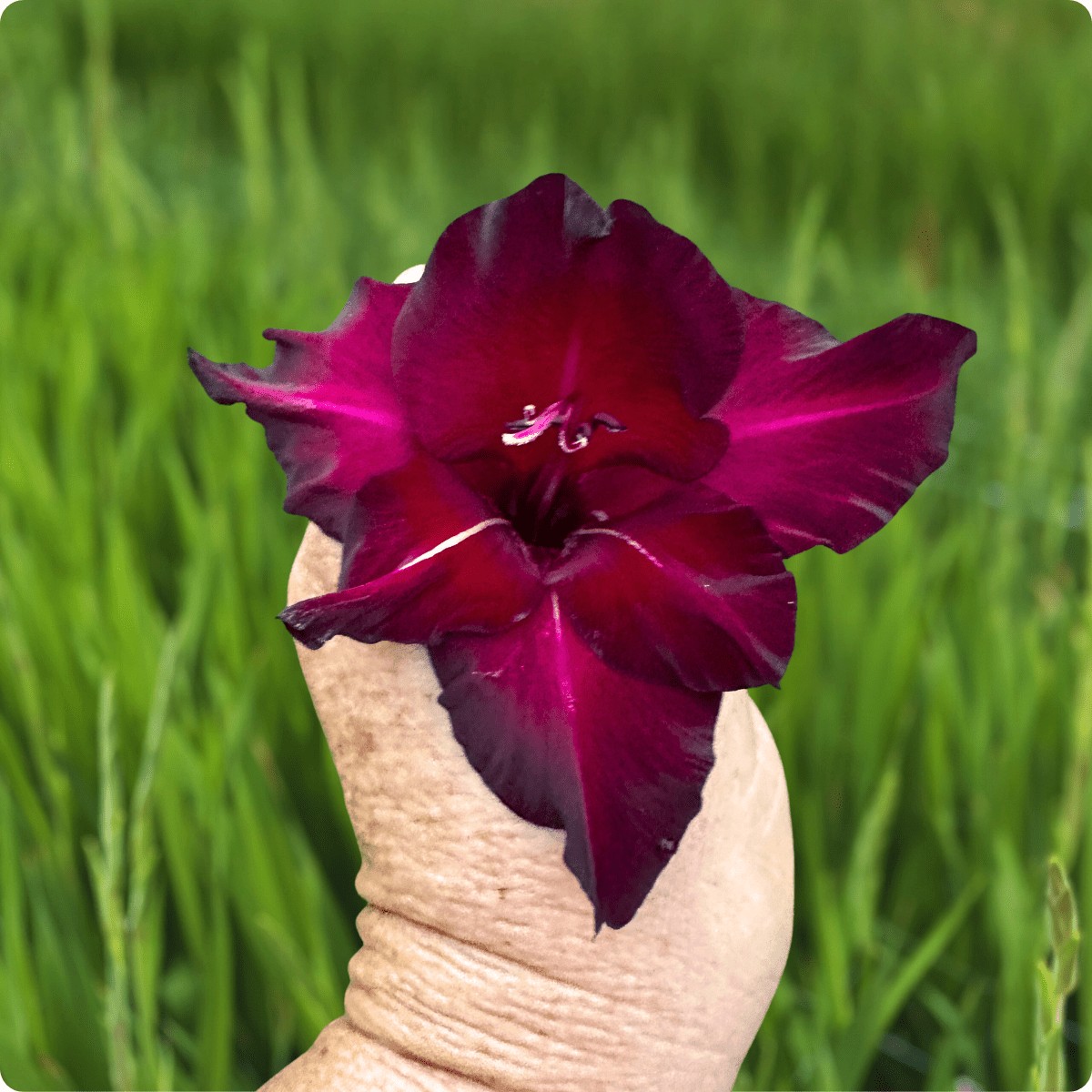 Back Surprise Gladiolus (Pack of 10) Sword Lily - Love Dahlias - south - africa - flower - bulbs