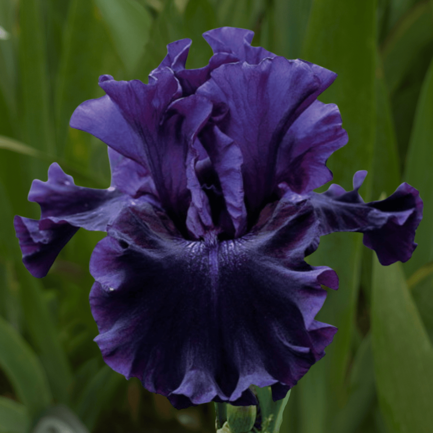 Badlands Bearded Iris (Coming in 2028) - Love Dahlias-south-africa-flower-bulbs