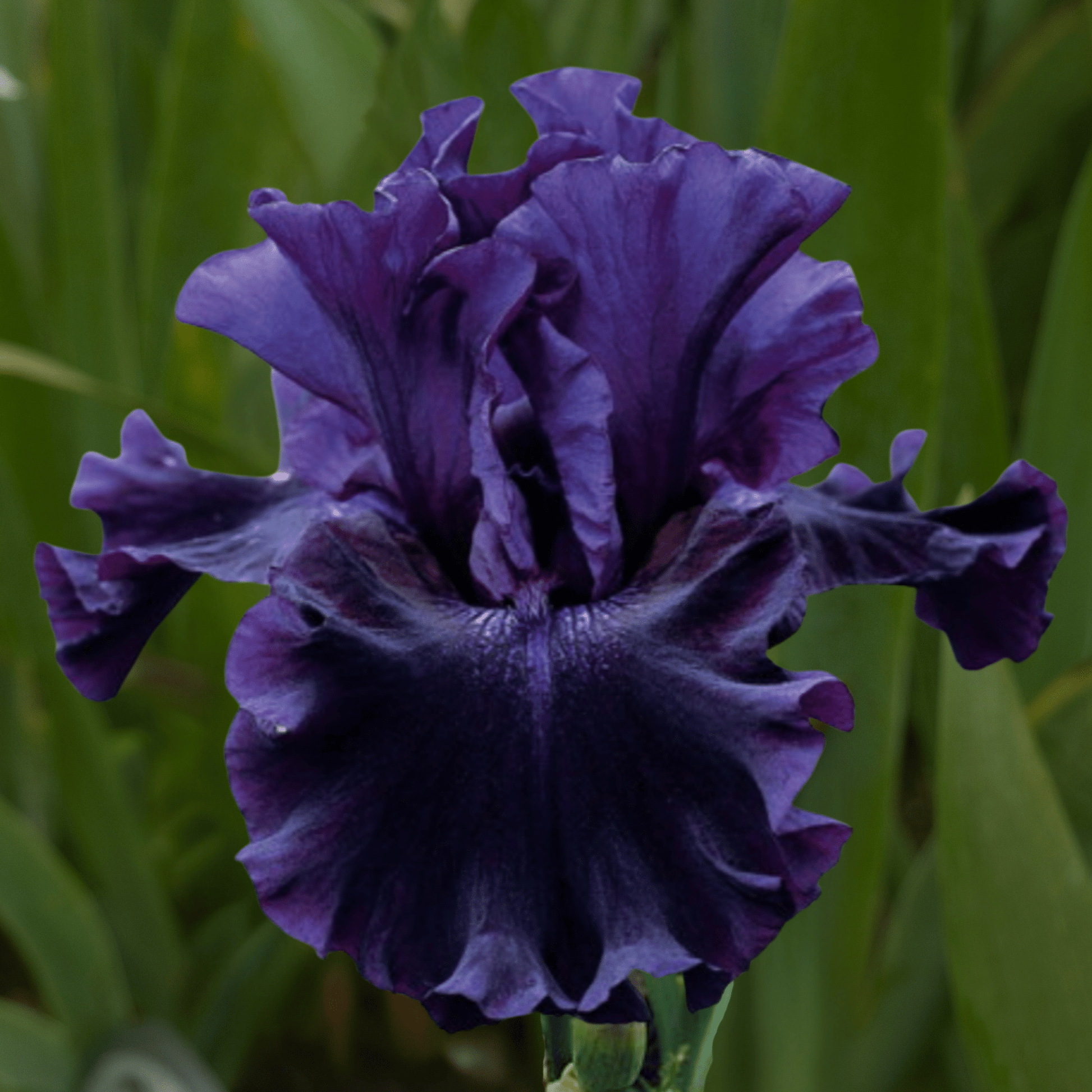 Badlands Bearded Iris (Coming in 2028) - Love Dahlias-south-africa-flower-bulbs