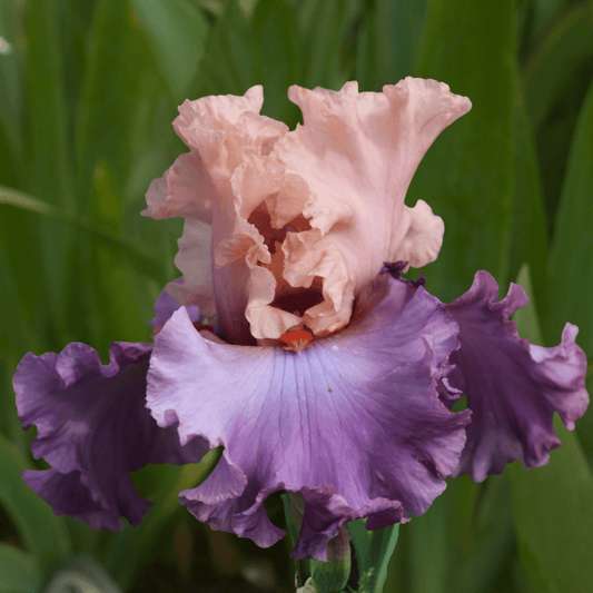 Ballerina Queen Bearded Iris (Coming in 2028) - Love Dahlias-south-africa-flower-bulbs