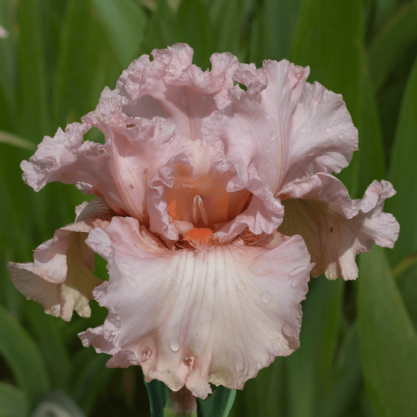 Ballet Royale Bearded Iris (Coming in 2028) - Love Dahlias-south-africa-flower-bulbs