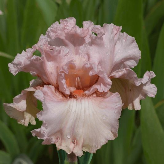 Ballet Royale Bearded Iris (Coming in 2028) - Love Dahlias-south-africa-flower-bulbs