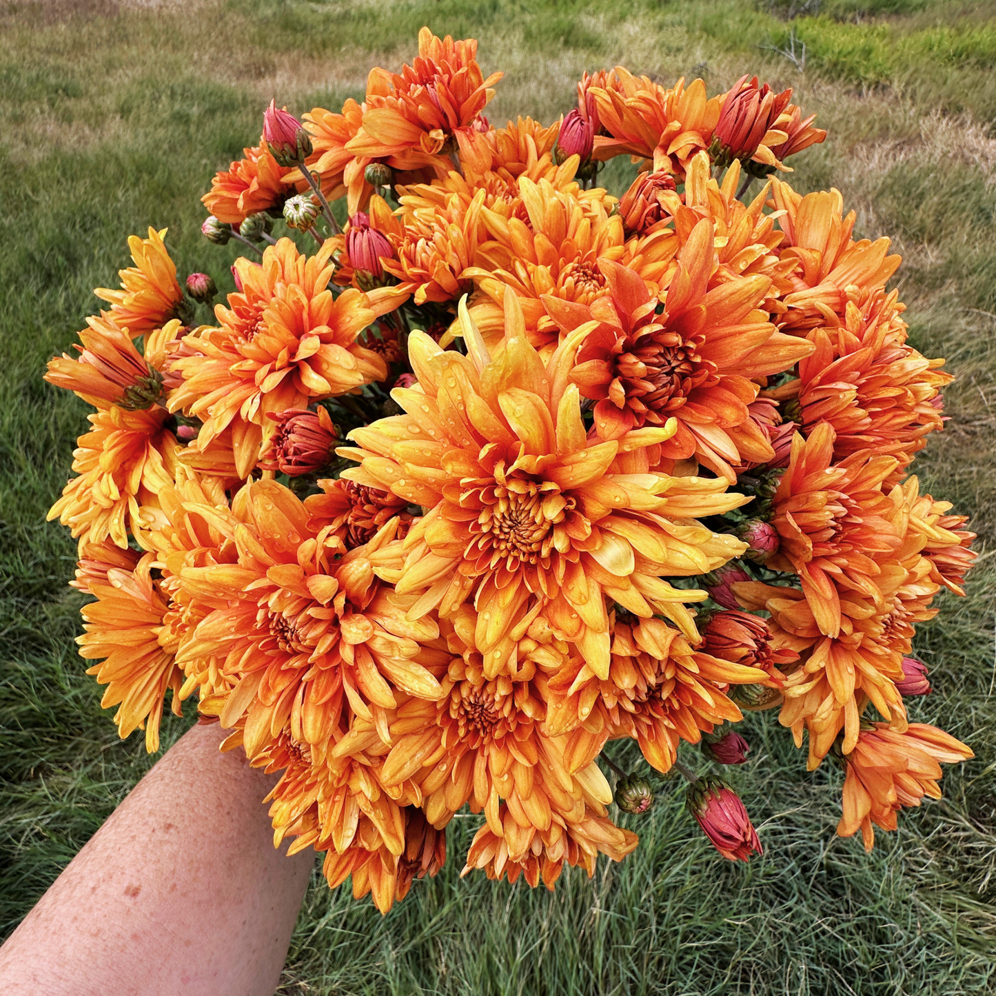 Bambi Heirloom Chrysanthemum | South Africa - Love Dahlias - south - africa - flower - bulbs