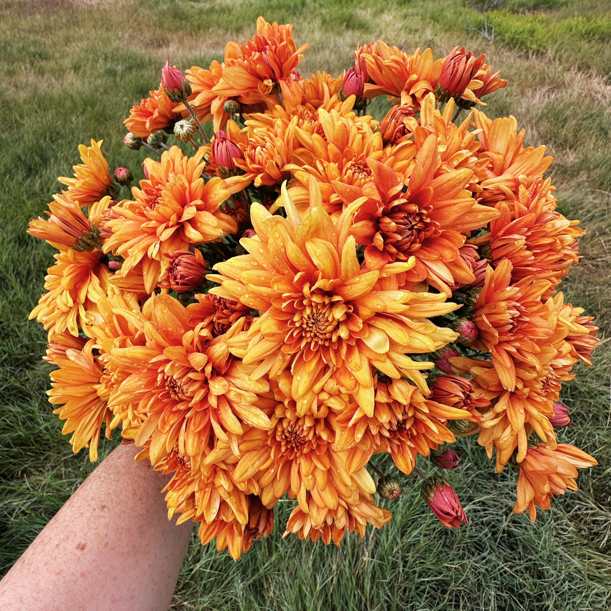 Bambi Heirloom Chrysanthemum | South Africa - Love Dahlias - south - africa - flower - bulbs