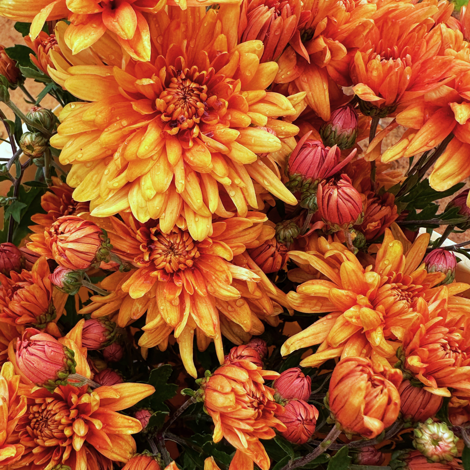 Bambi Heirloom Chrysanthemum | South Africa - Love Dahlias - south - africa - flower - bulbs