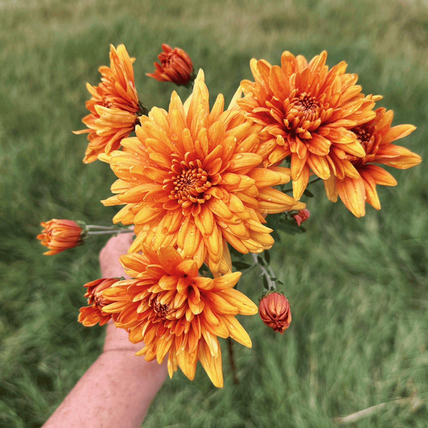 Bambi Heirloom Chrysanthemum | South Africa - Love Dahlias - south - africa - flower - bulbs