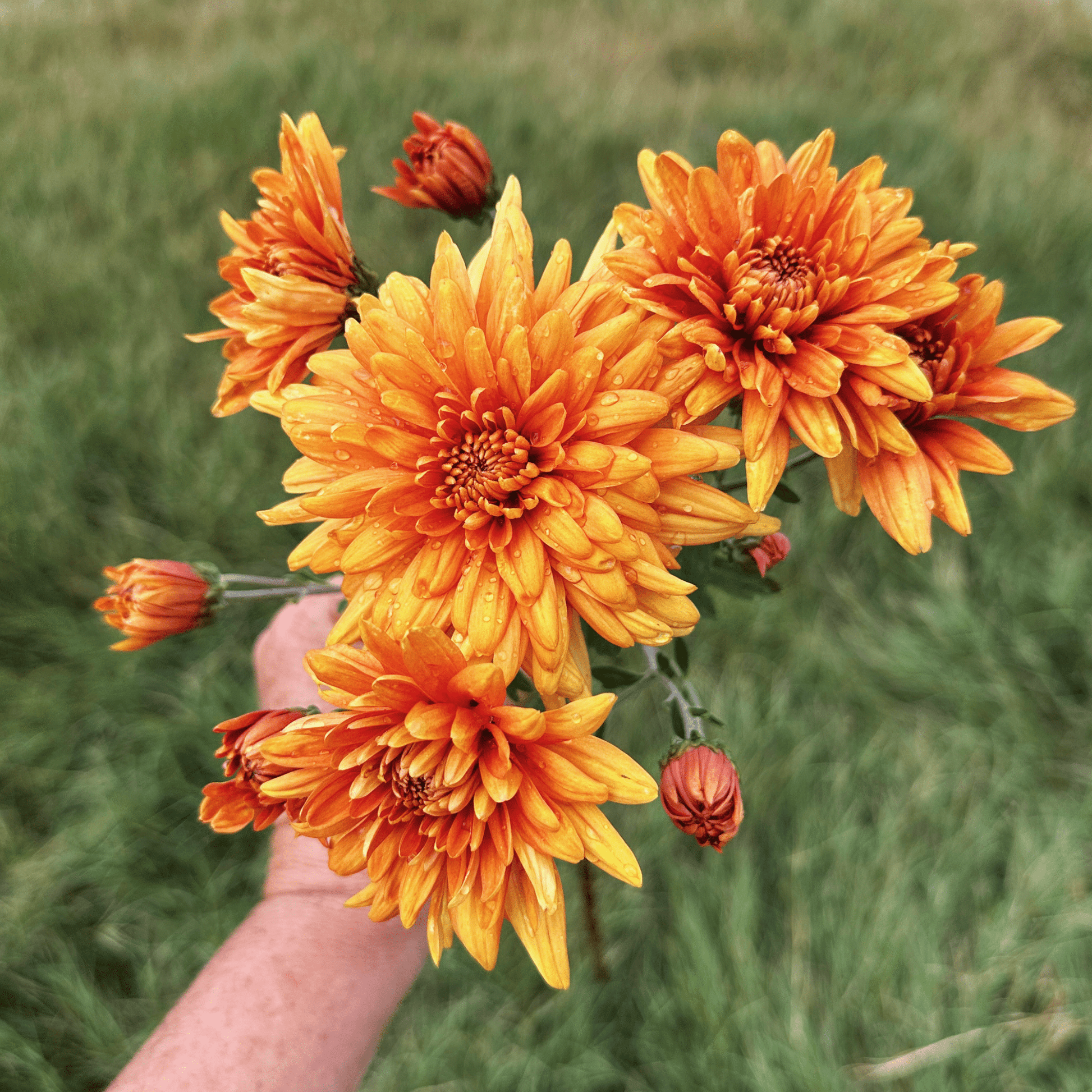 Bambi Heirloom Chrysanthemum | South Africa - Love Dahlias - south - africa - flower - bulbs